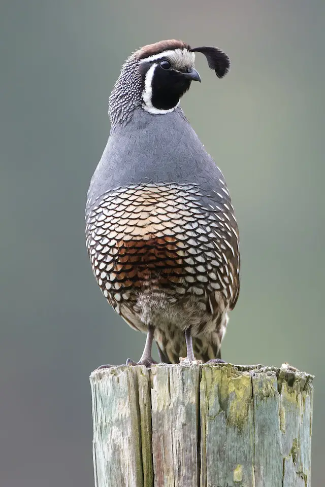 The plural of quail is quail or quails